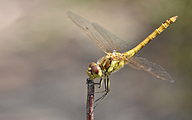 Moustached darter (male, Sympetrum vulgatum)